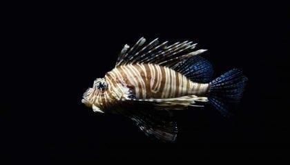 wpid-e5f1f7c4-1245-4540-a51b-090d92c404aclion_fish__comp_w1024.jpeg