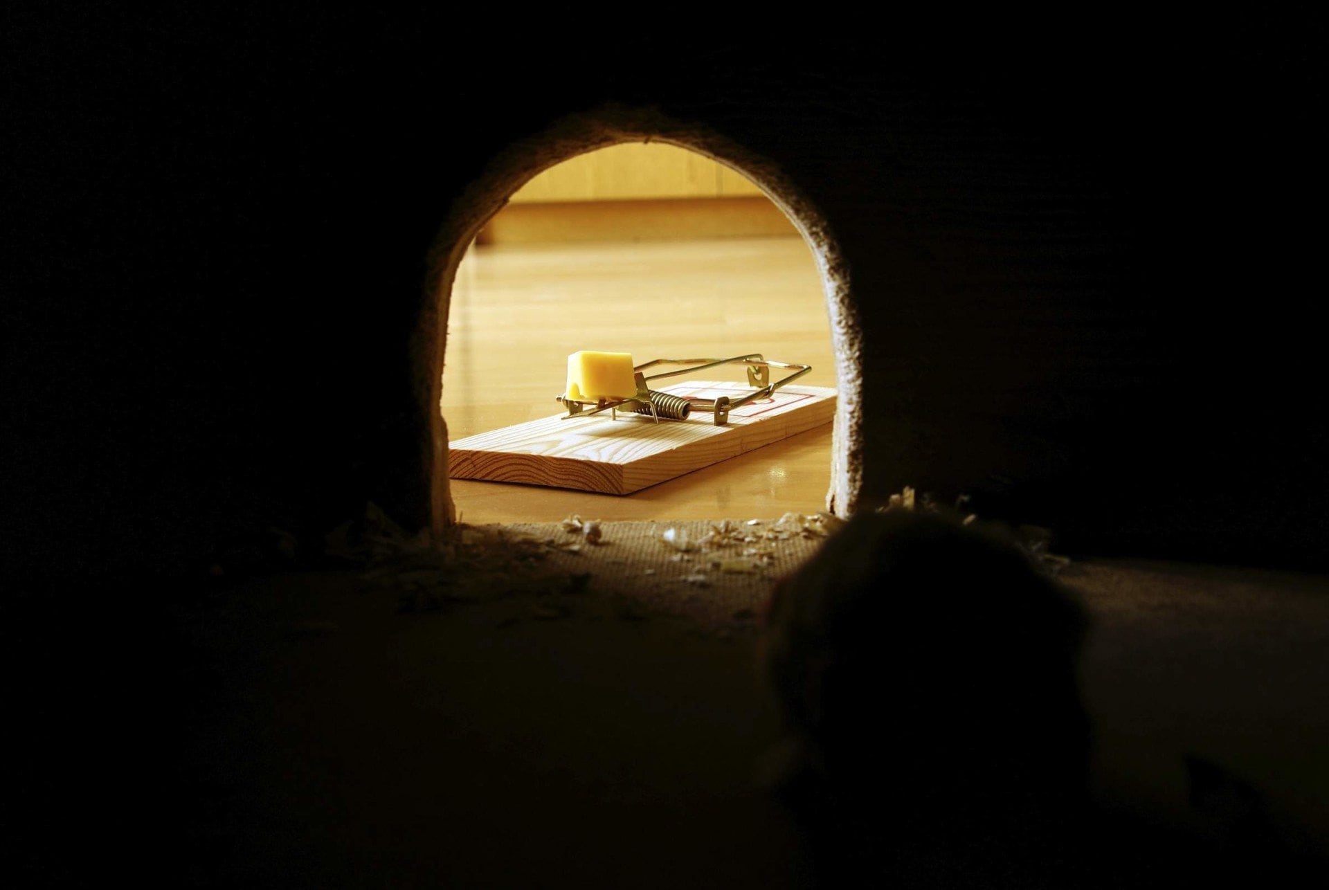 It's A Trap! Avoiding and Removing Spam Traps | Return Path